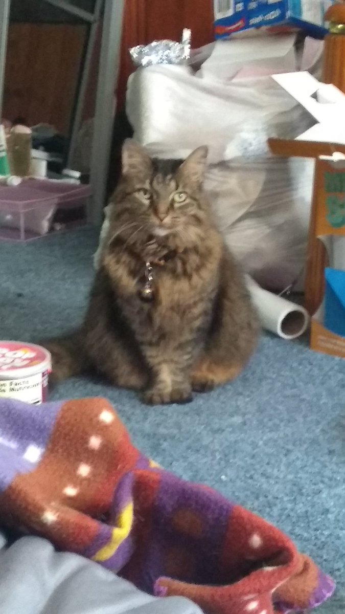 brotalidie13's tweet image. #petcemetary2 #cutebutangry