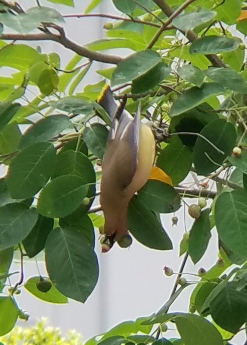 LewisWalpoleLib's tweet photo. Cedar Waxwings have been engaging in a feeding frenzy on the Library’s serviceberry bushes this week. #FaunaFriday #YaleUniversityLibrary #Yale #BirdWatching https://t.co/RVMRKtjTyw