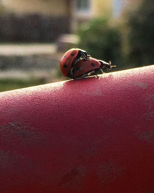 #madebyjuniper #buddingnaturephotographer #ladybugs bit.ly/2WG3LvT #madebyjuniper