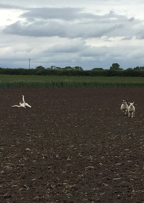 GCrowsracer's tweet photo. I fucking hate sheep https://t.co/aLwNEiNqAT