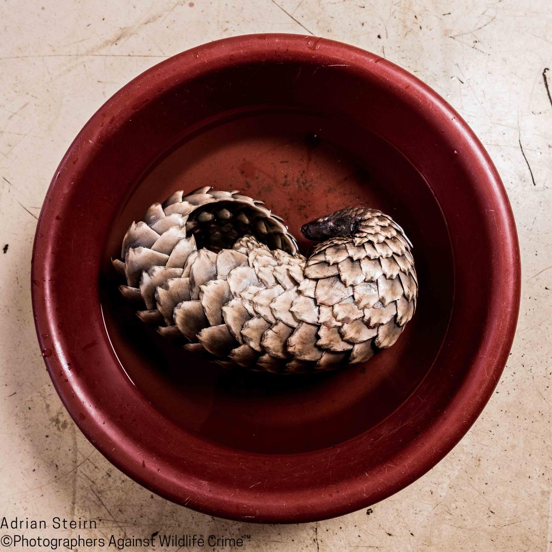 ADMCF_Wildlife's tweet photo. #Rehabilitation of live seized animals is often overlooked as an impact of #wildlifecrime. Athough @CITES provides channels for the return of #smuggled wildlife, their complexities often means many remain in captivity for the rest of their lives 🐢🐒  #wildelifetrade https://t.co/WxlDPgpXJw