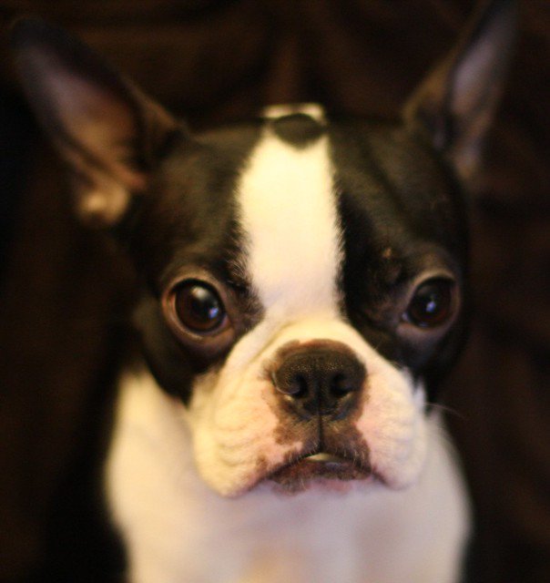 rubythebt's tweet image. Goodbye Ruby. March 2009 - June 2019.