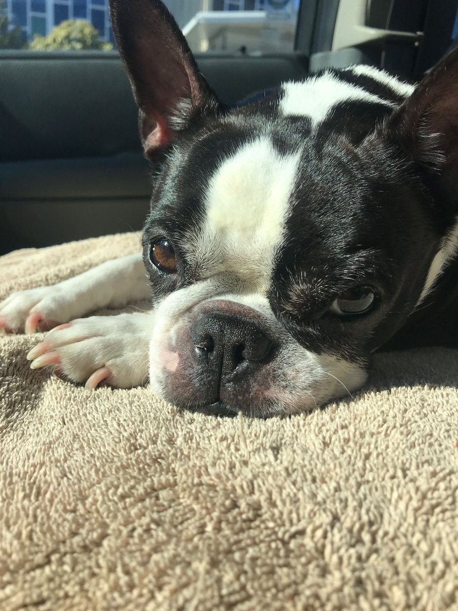 rubythebt's tweet image. Goodbye Ruby. March 2009 - June 2019.