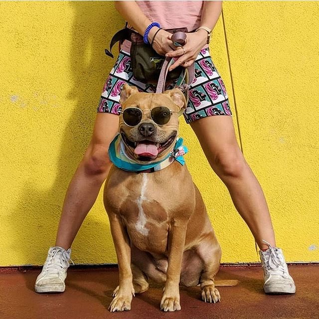 #repost 📷<a href="/mango/">MANGO</a>.thedoggo
. 
instagram.com/p/Bys5-D3Abqw/…
.
#thepitbullnation #pitbulls #pitbull #dontbullymybreed #pitbulllove #pitties #pitbullmom #pitbulllife #pitbulladvocate #pitbullpride