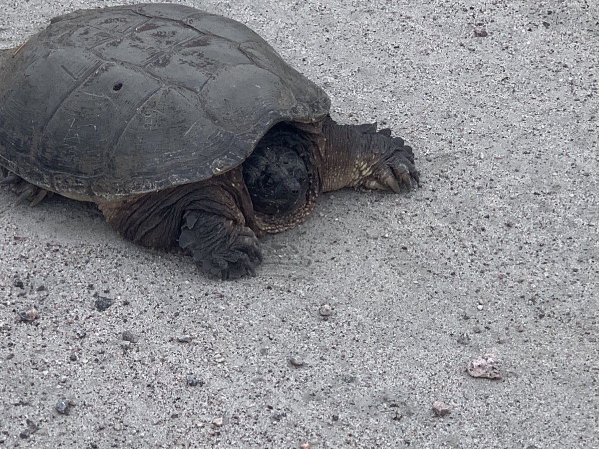 Job site friend; waited for environmental to show up to make sure this guy gets where he’s going safely.