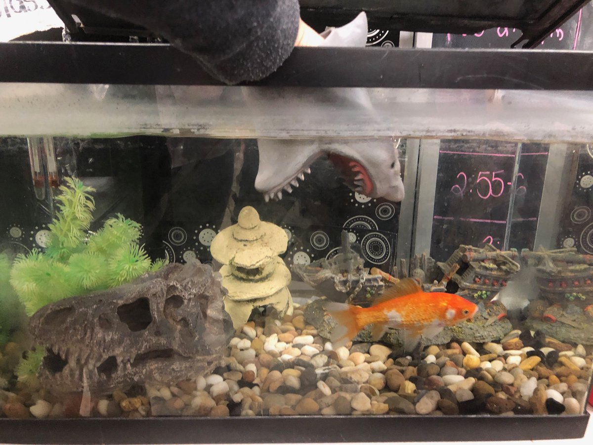 MStAmantTeach's tweet photo. Oh no, sharks for hands. @GrayClass @ColdwaterPs Don't worry Freddy Goldscale is still safe. https://t.co/B91WwJEMJ5