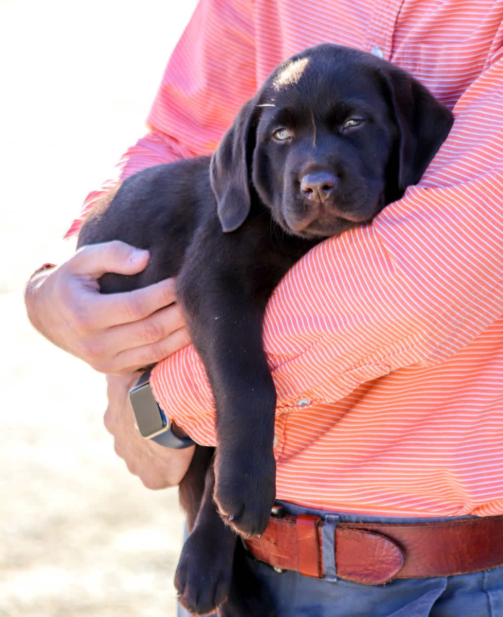 NewLifeK9s's tweet photo. #Throwback to when Moose was this small! Now at 9 months old, he’s been working on opening and closing doors. This way he’ll be able to help his future first responder or veteran get around or get things from cabinets. #ServiceDogsWork https://t.co/bkc0Zlpc4B