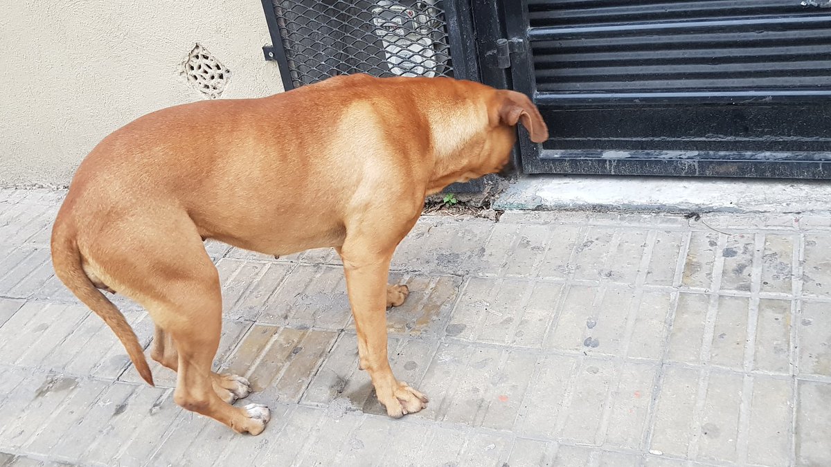 BreemDanna's tweet photo. BOXER PERDIDA. avellaneda-sarandi. debe tener unos 3 años aprox. es una dulzura, tiene mucha hambre y miedo. porfavor compartir! cualquier consulta md https://t.co/nJQHSQbW2l