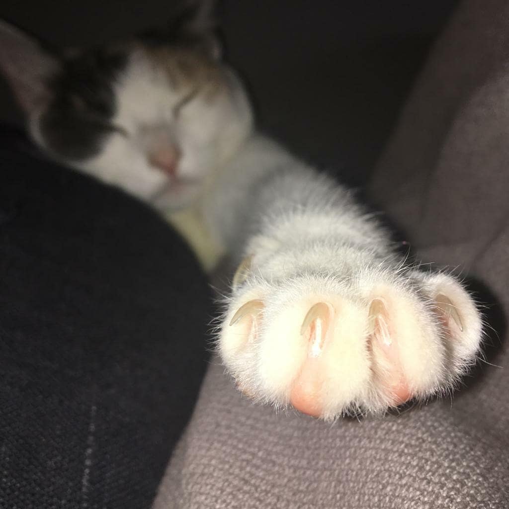 PelutsEls's tweet photo. La Chloe havia començat a perdre pes i estava estressada al local, per això ara està d'acollida a casa de l'Elvira, l'àvia de la @claradevires (la nostra superfotògrafa📸).
Com podeu veure està encantada de la vida amb elles💞🐈💞
#adoptaungat #adoptanocompris #adopcioresponsable https://t.co/pXvgpoeXq3