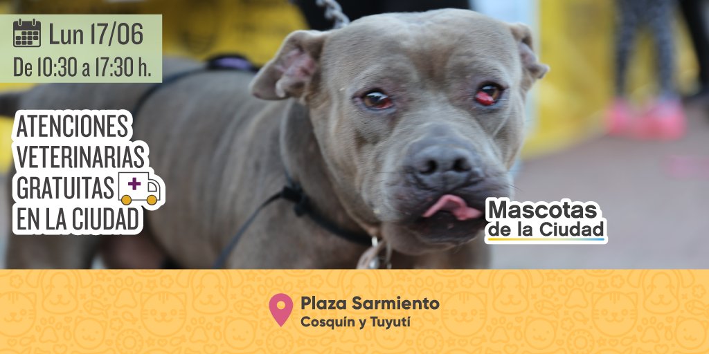 Animales BA tweet media