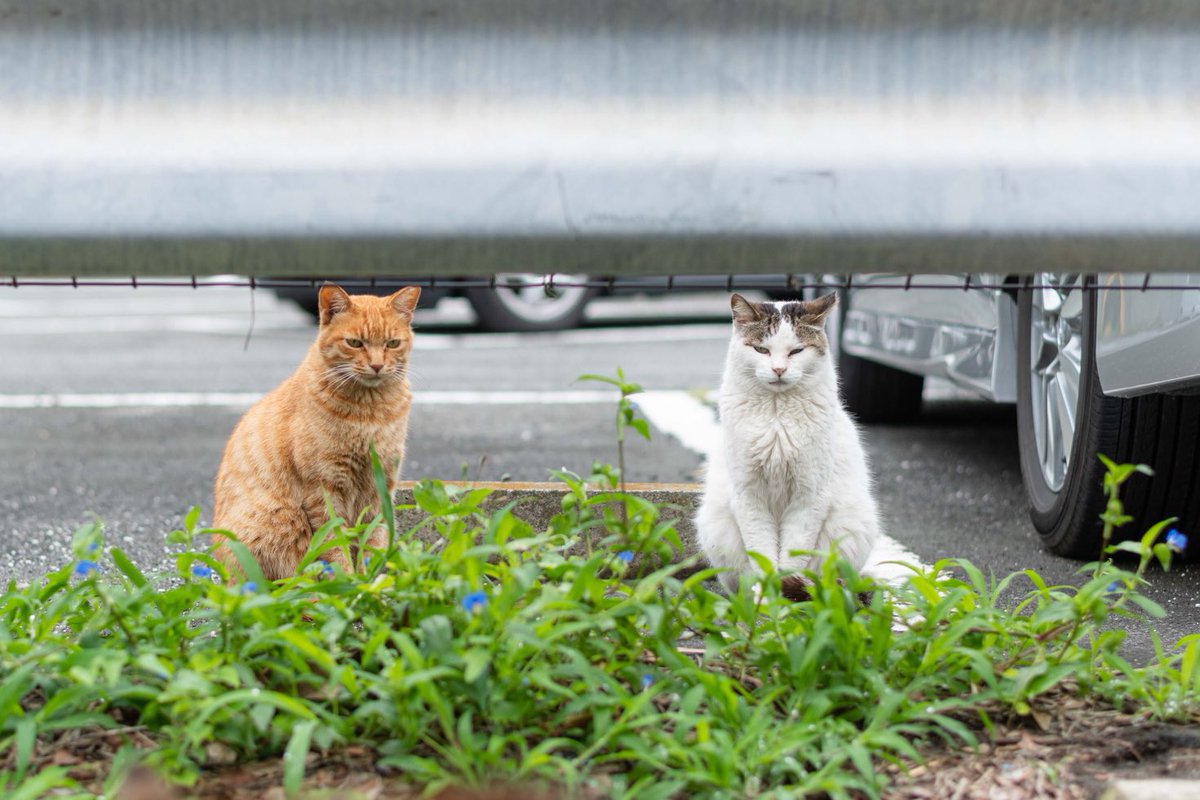 末吉 弦太 北陸の大量猫虐待 容疑者はターゲットとなる猫の居場所をブログで漁ってたという こんな用途で使われるのだから24時間守り抜く覚悟がなければ猫の居場所は不特定多数が目にするかたちで明かすべきではないと思うのです 僕らの居場所は言わ 末吉 弦太 北陸の大量猫虐待 容疑者はターゲットとなる猫の居場所をブログで漁ってたという こんな用途で使われるのだから24時間守り抜く覚悟がなければ猫の居場所は不特定多数が目にするかたちで明かすべきではないと思うのです 僕らの居場所は言わ