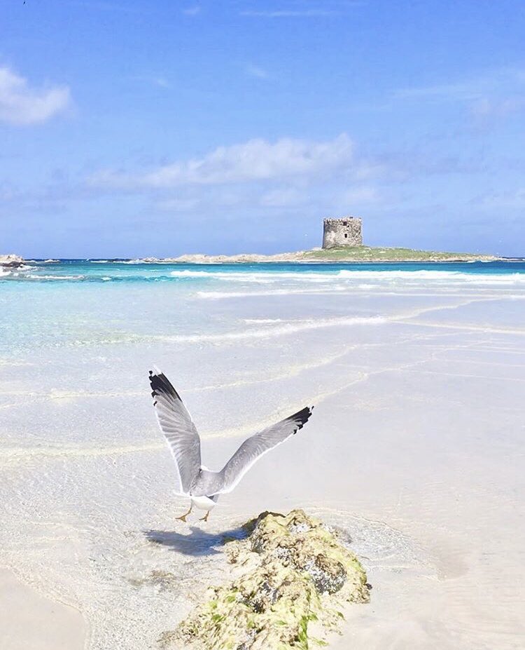 Art Of Sardinia On Twitter Spiaggia La Pelosa Stintino