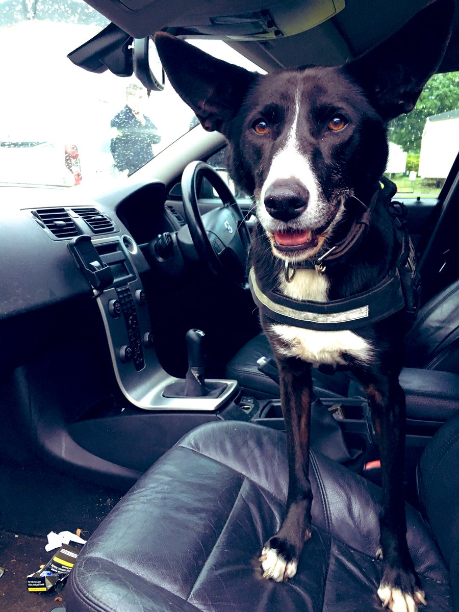NSPoliceDogs's tweet photo. PD Maggie called to assist #OpMoonshotEast after vehicle stopped in @GreatYarmouth. Estimated £28k of Class A drugs located by PD Maggie during searches of vehicle and caravan, together with 💷💷. 1x charged with multiple drug offences. #PawsitiveResult #TheNoseKnows #1542 🐾🐾 https://t.co/ijhlAhzQ4V