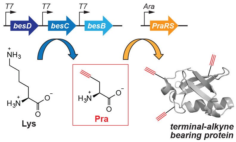 BiochemistryACS's tweet photo. Today we're reading this #ASAPublishable Viewpoint from @klanglab describing a biosynthetic approach for generating and incorporating terminal-alkyne amino acids into proteins.
https://t.co/3VuDC6mxgv
#synbio #syntheticbiology #chemicalbiology https://t.co/SoVA99lDy2