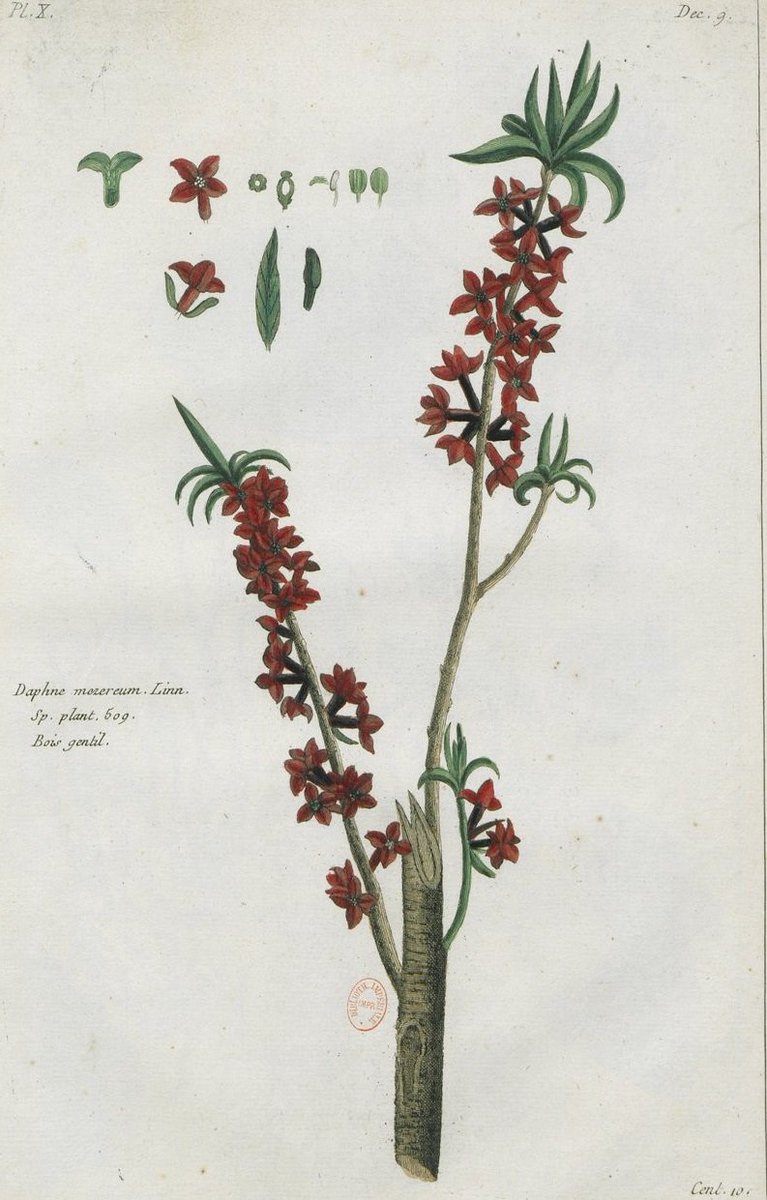 AmisBnF's tweet photo. Plus de 459 ouvrages issus des collections de @laBnF ont été numérisés grâce à notre opération #Adoptezunlivre et sont désormais en ligne sur @GallicaBnF [https://t.co/8KET7pUDGh] Merci à nos "e-donateurs" à qui nous envoyons ces quelques fleurs [https://t.co/7s8dQNnoni] 🥰🦋 https://t.co/vRg9y80RLl