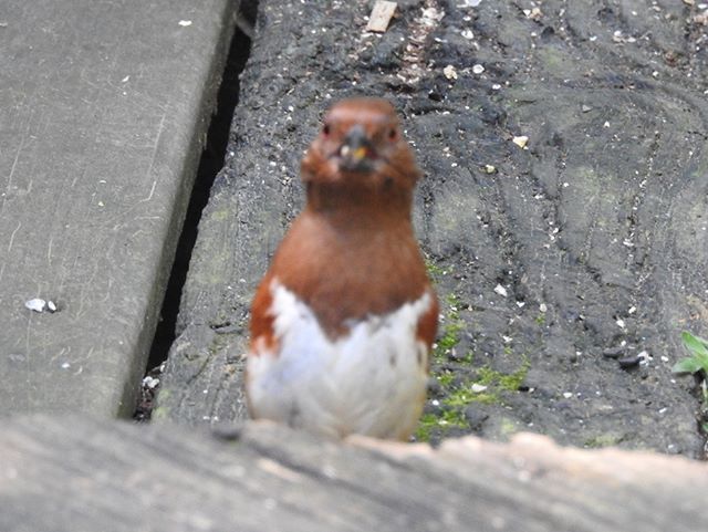 Seriiiously's tweet photo. This Would Have Been Amazing If It Wasn't Blurry Bird Photograph #5315...Β ππΏΒ #seripixelbiologist #pixelbiologist #seriiiously #northcarolina #birds #serisbirds #wildlife https://t.co/KYRYgAqKym https://t.co/2fNyEcto3P