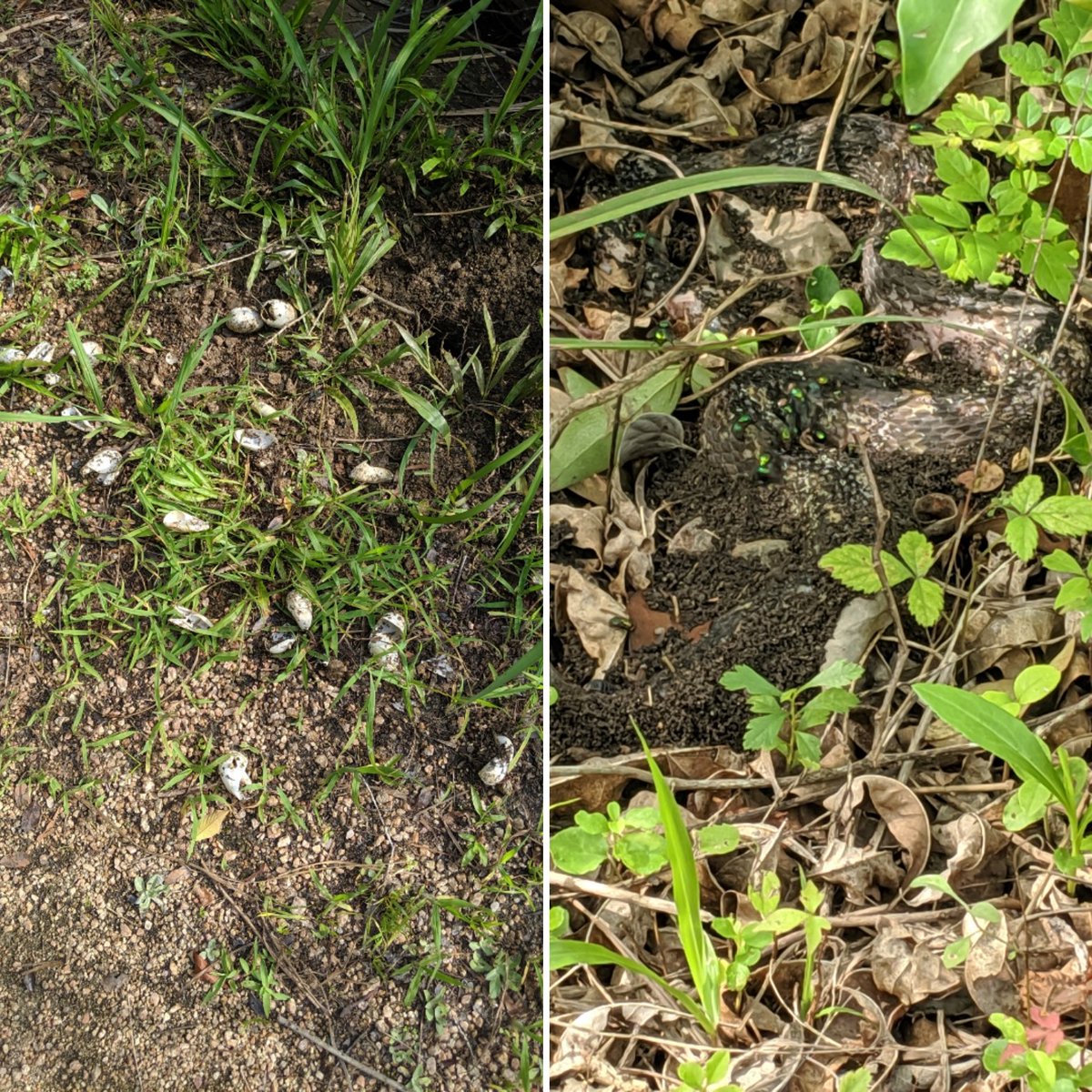 Tara Wodzicki tweet media