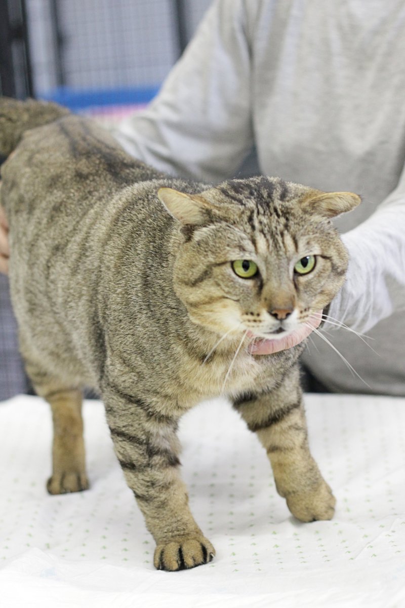 ProtectoraGranollers tweet media