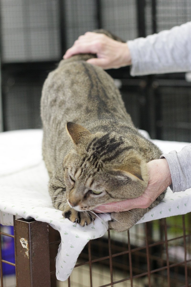 ProtectoraGranollers tweet media