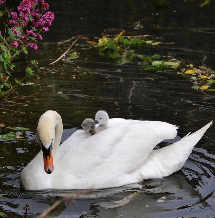 galwaytourism's tweet photo. Wonderfully cute photo of Cygnets hitching a ride in Galway #LoveGalway ©Tim O’Toole https://t.co/BkfuYy70V0