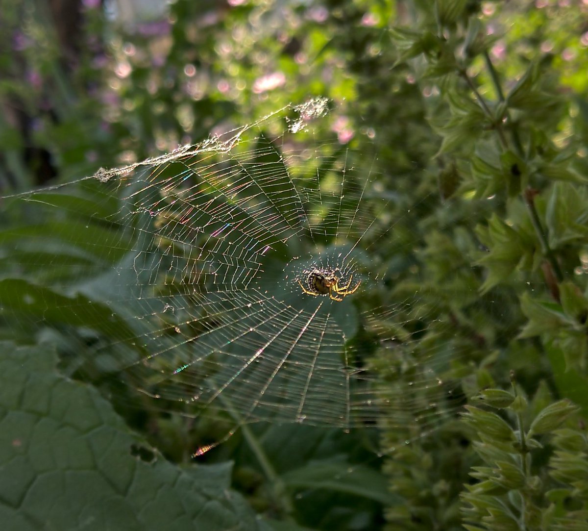 RoumenDontchev's tweet image. Be patient - your time will come!
#thenet
#Nokia9Pureview 📱
