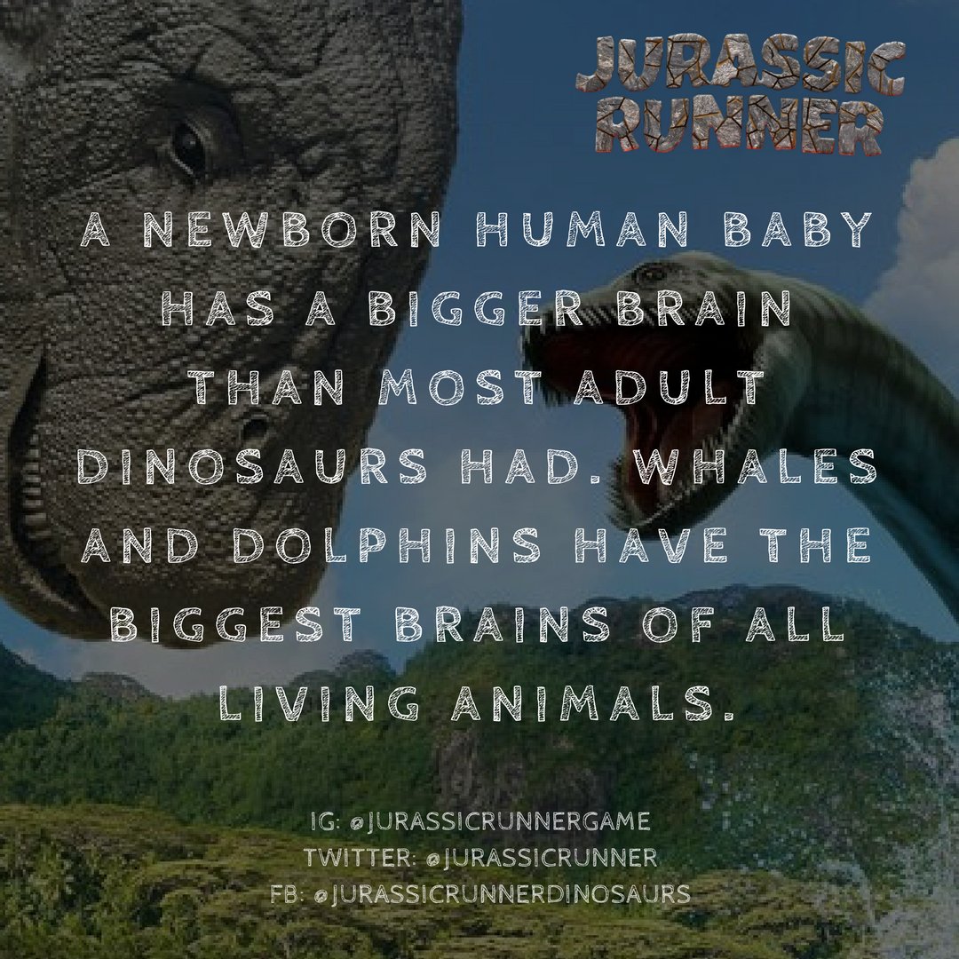 JurassicRunner's tweet photo. Talk about brains.. #facts
.
.
I need your help to get over 5k downloads please share and download, its free (link in bio)
.
.
#dinosaur #gamedev #indiegame #gameart #dinolover #jurassicworld #jurassicpark #jurassic #dinosaurio #gaming #gameart #playstore #freegame #android # ... https://t.co/ImuLKEMUWO