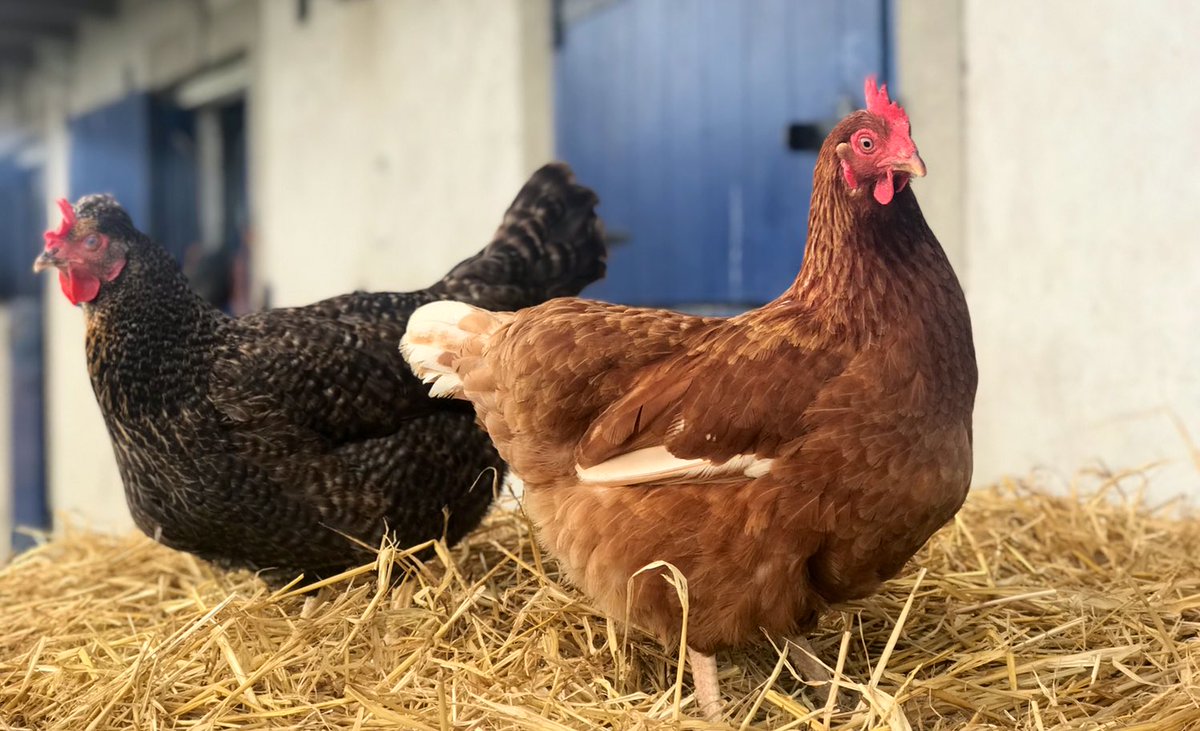 These ladies having a little afternoon recreation, staying out of the rain.