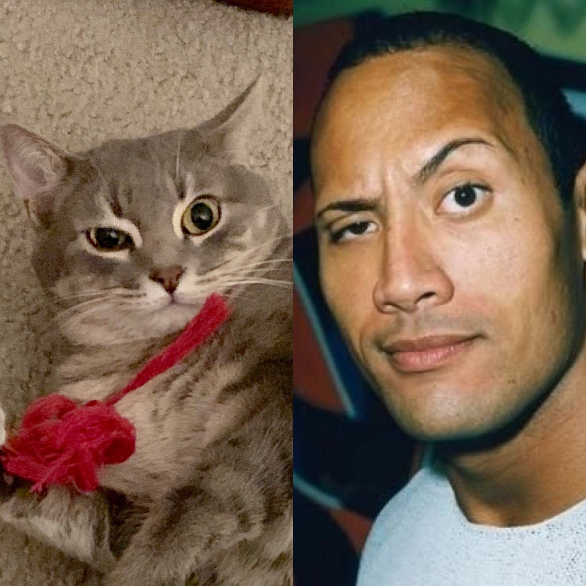 I caught my cat doing The Rock eyebrow meme today: : r/cats