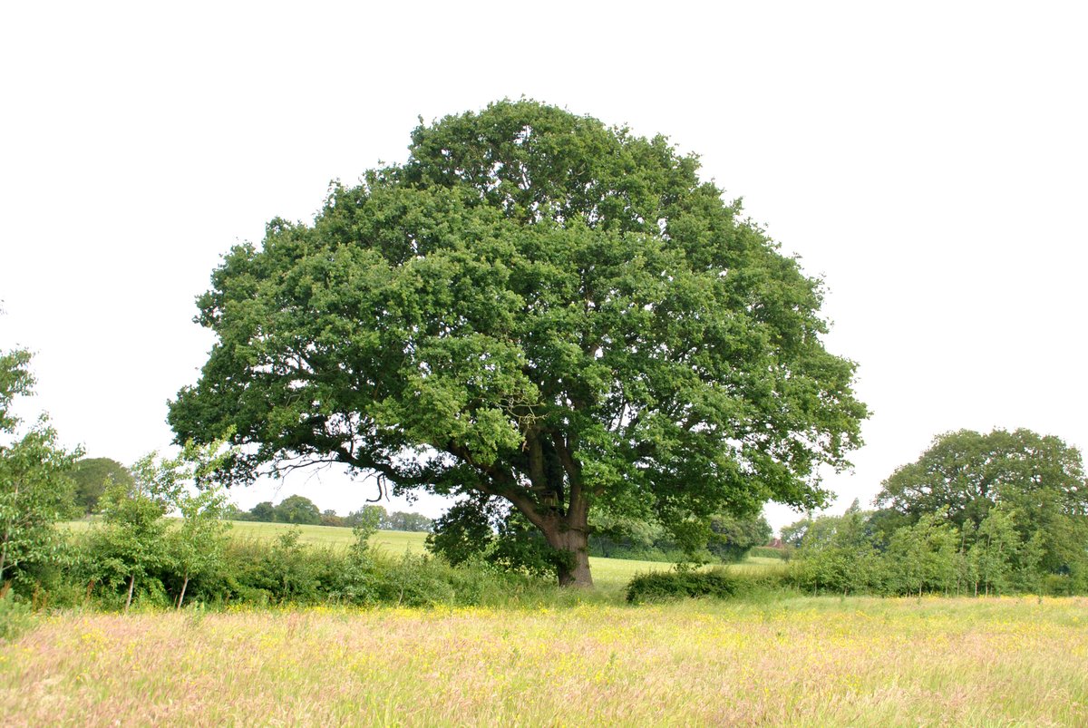 WoodchurchWine's tweet photo. If you measure the circumference of a tree trunk you can estimate the age of the tree 🌳🌱the largest oak tree at Woodchurch vineyard is approximately 300 years old! ✨😎https://t.co/XXyZ4ykkcp #treeage #oldoak #trees #gardenofengland #kentcountryside https://t.co/Jw8kfhw2sh