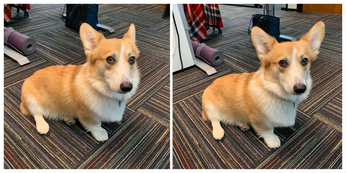 Before and after we told Yogi it's Friday.

Just kidding, we opened the treat box ☺️
#DogsOfGlassdoor #LoveYourJob