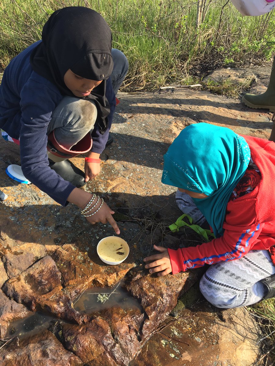 andrea_leask's tweet photo. Literacy with a Northern focus group surveyed Range Lake in search of pond invertebrates. We found some!
#rangelakenorth  #innovationyk1 https://t.co/s4TL2HnJxb