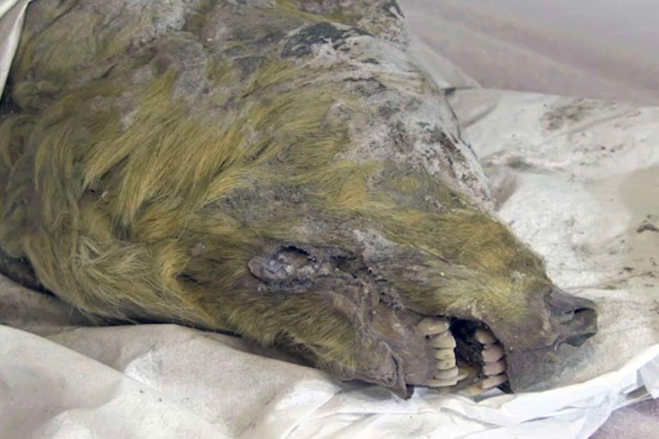 La tête d’un loup géant vieille de 32 000 ans découverte en Sibérie parismatch.com/Actu/Sciences/…