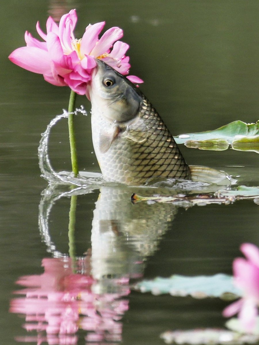 ZhangChaosheng's tweet photo. Spectacular scenes of fish easting lotus flowers in Jiuzhou Lake, on campus of Chengdu Technological University. They have a MoU with @nuigalway. Photos were taken on June 11 and 12, 2019 when I visited there. https://t.co/ANcQDVu61D