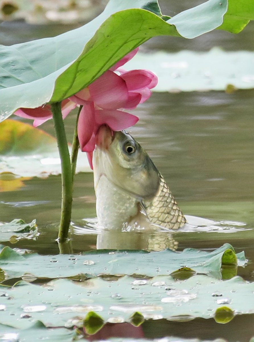 ZhangChaosheng's tweet photo. Spectacular scenes of fish easting lotus flowers in Jiuzhou Lake, on campus of Chengdu Technological University. They have a MoU with @nuigalway. Photos were taken on June 11 and 12, 2019 when I visited there. https://t.co/ANcQDVu61D