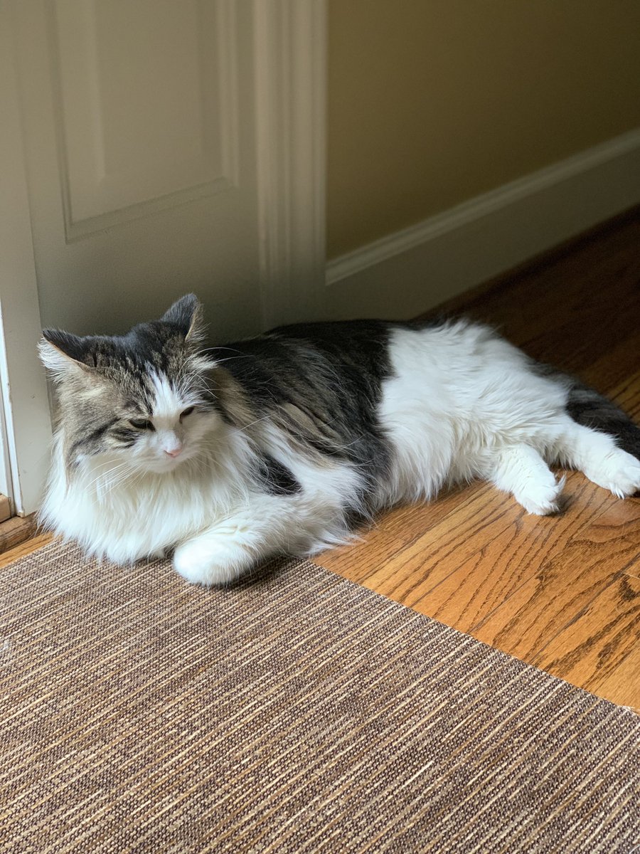 TheRealJaxCat's tweet photo. Friday vibez https://t.co/sn0M4JRGPl