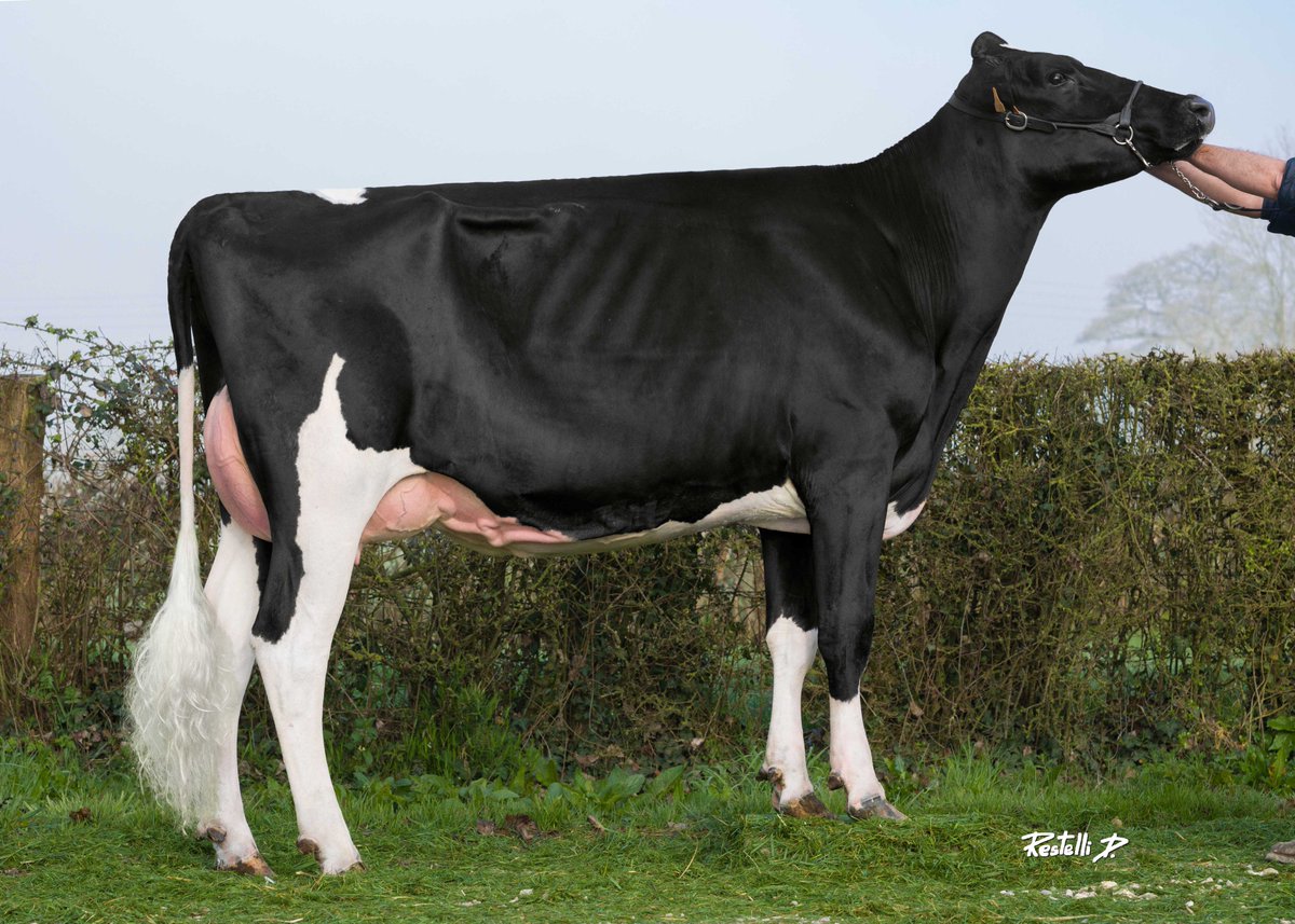 Vekis DG POPEYE daughters are impressing....

Here the picture BTS Malaga owned by M. Hervé PAVARD

Watch his proof in August...!!!