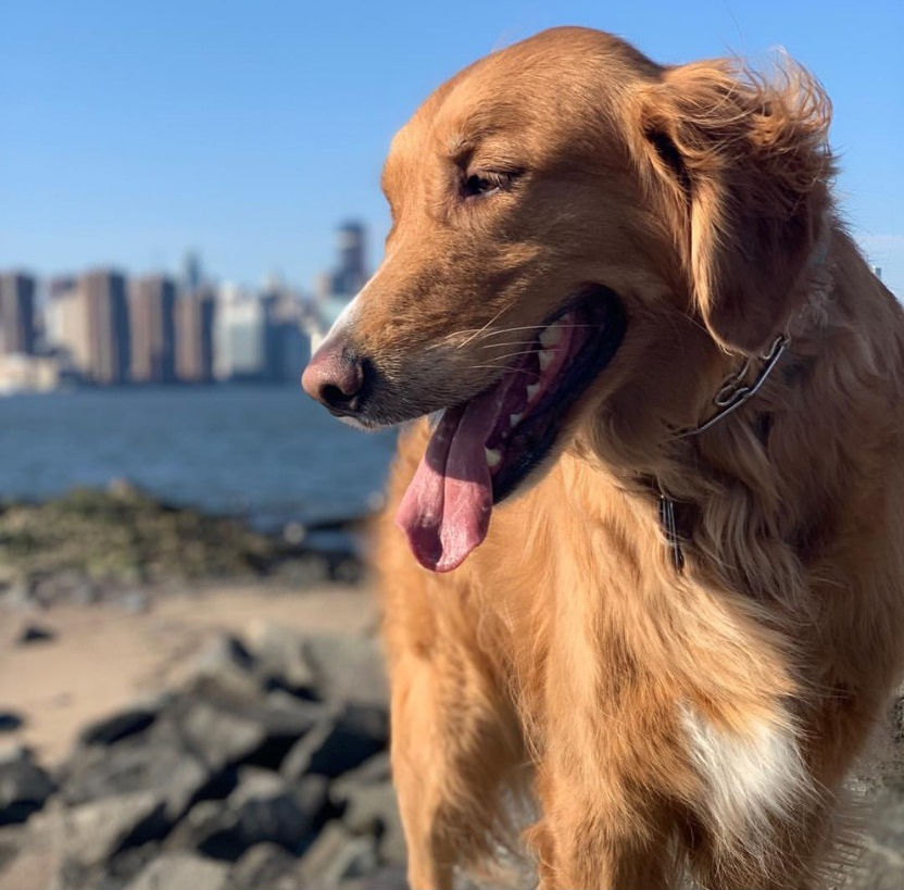 get_barker's tweet photo. Meet Silas, Barkers very first member! A beautiful golden from the great state of #Texas living in #Brooklyn. Silas digs walking across the Brooklyn Bridge and exploring the big 🍎 with his dad on the weekends.
#dogsofbarker
#dogsofnyc
#nycdogruns
#membersonlynyc https://t.co/xYJWsrsqLP