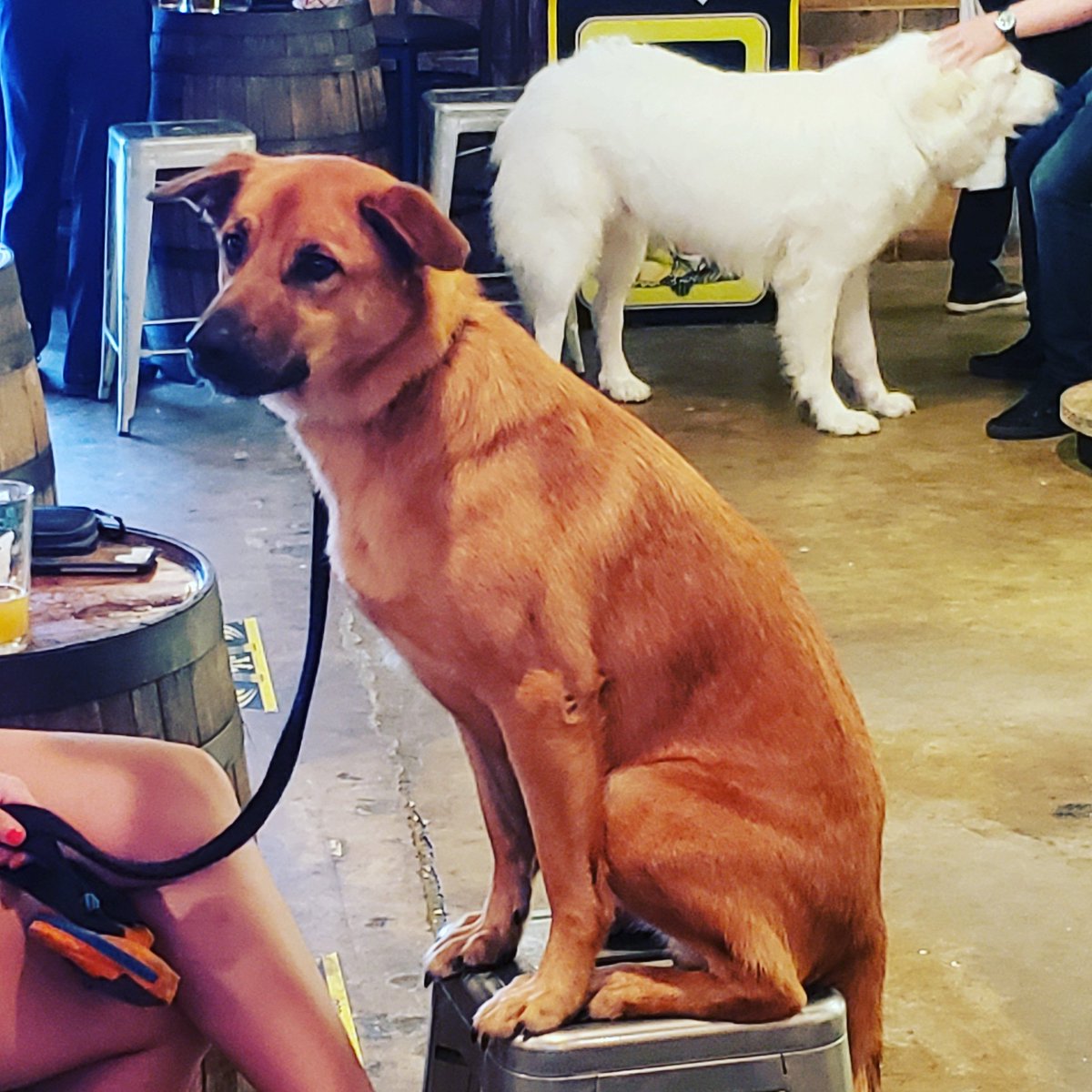 bulldogbeerwine's tweet photo. Grab your #furryfriends and come party with us this weekend at #BulldogSouthEnd and #BulldogDilworth Happy Friday! #FridayThoughts #FridayMotivation #dogsarefamily #DogsofTwittter #dogstyle #doggiestyle #cltdogs #cltbrewdogs #dogsincharlotte # https://t.co/wImtIQeBQU