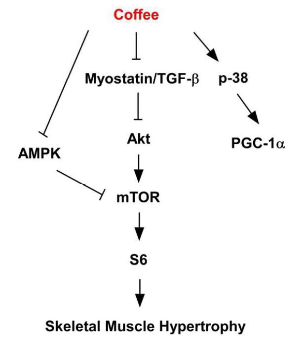 JuliaB_fitness's tweet photo. @rhg_1 @npure3 @foundmyfitness @Dr_Epel Not only that but both #coffee & #omega3 have anabolic properties & both upregulates #PGC1a (master regulator of #mitochondrialbiogenesis)! https://t.co/OWyOP3NSgJ
https://t.co/6VmamJEPdq https://t.co/q0rrBBpoiI