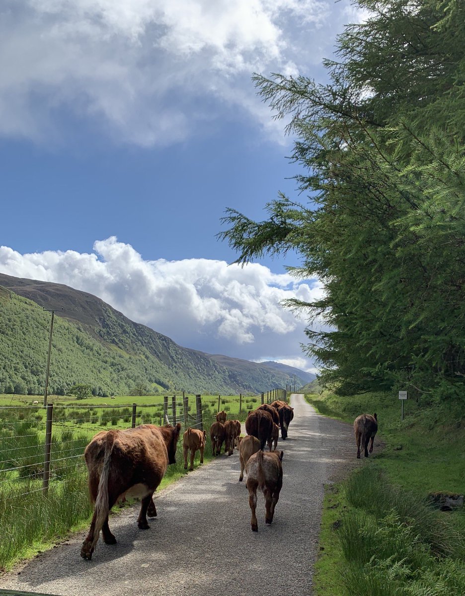 1edmountain's tweet photo. Cattle heading home in Strathconon #commutertraffic https://t.co/56HKX7rKmh