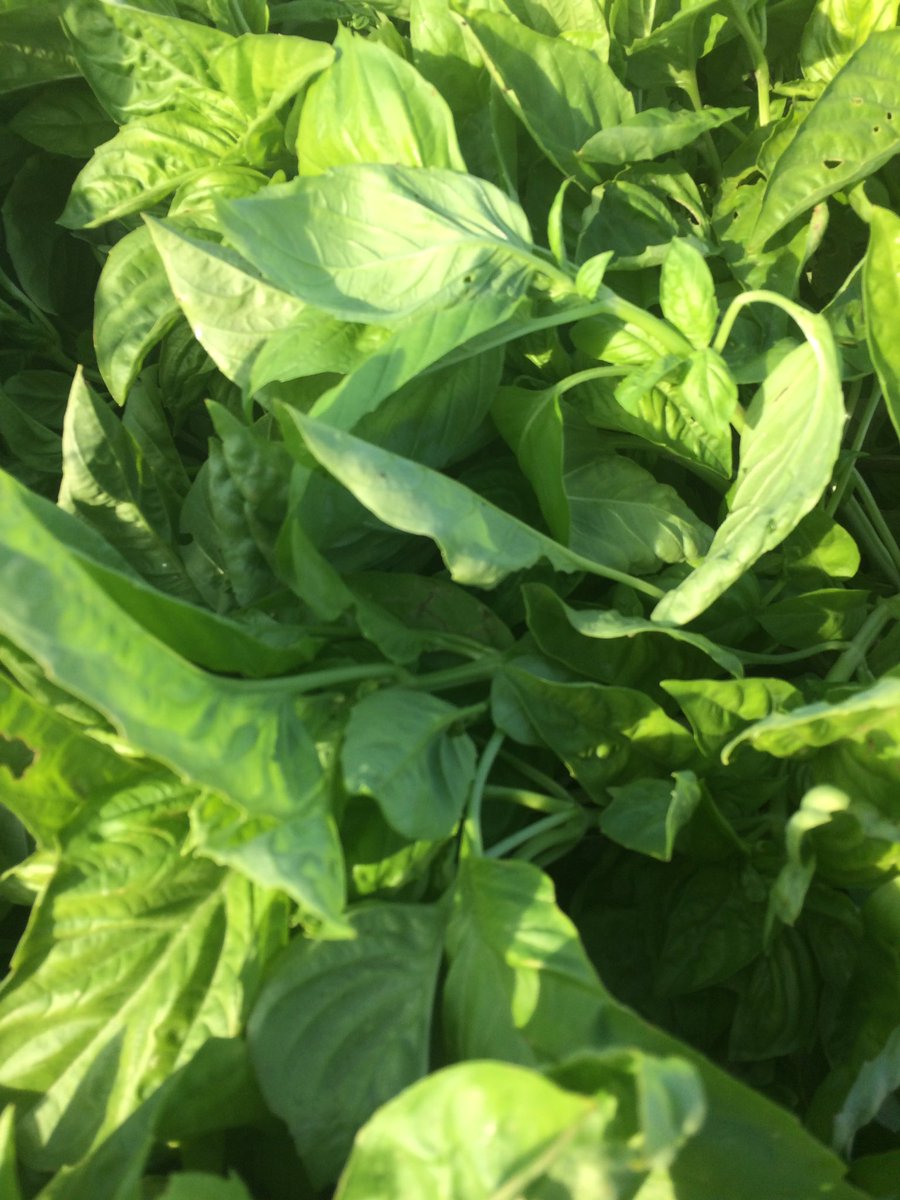Basil coming to @TFMLakeline and <a href="/SFClocal/">Sustainable Food Center</a> market downtown tomorrow along with New Mex Chiles , eggplant, heirloom squash, Juliet tomatoes. Make your dad dinner!