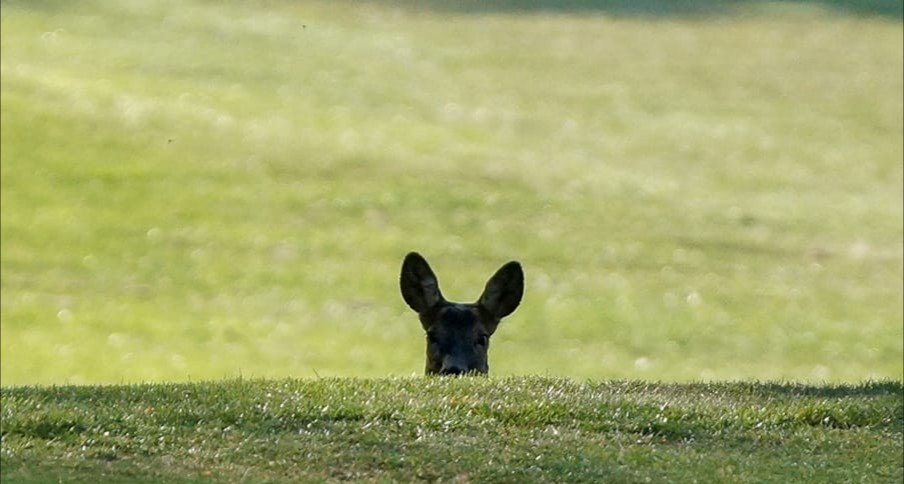 ShaunC_1888's tweet photo. We're at the business end of our Championships. We've done our bit, now it's up to the golfers.
Looks like we have spectators turning up already, clearly looking for a good seat #ChampFever #NoseyDeer https://t.co/N4aL2z1eqm