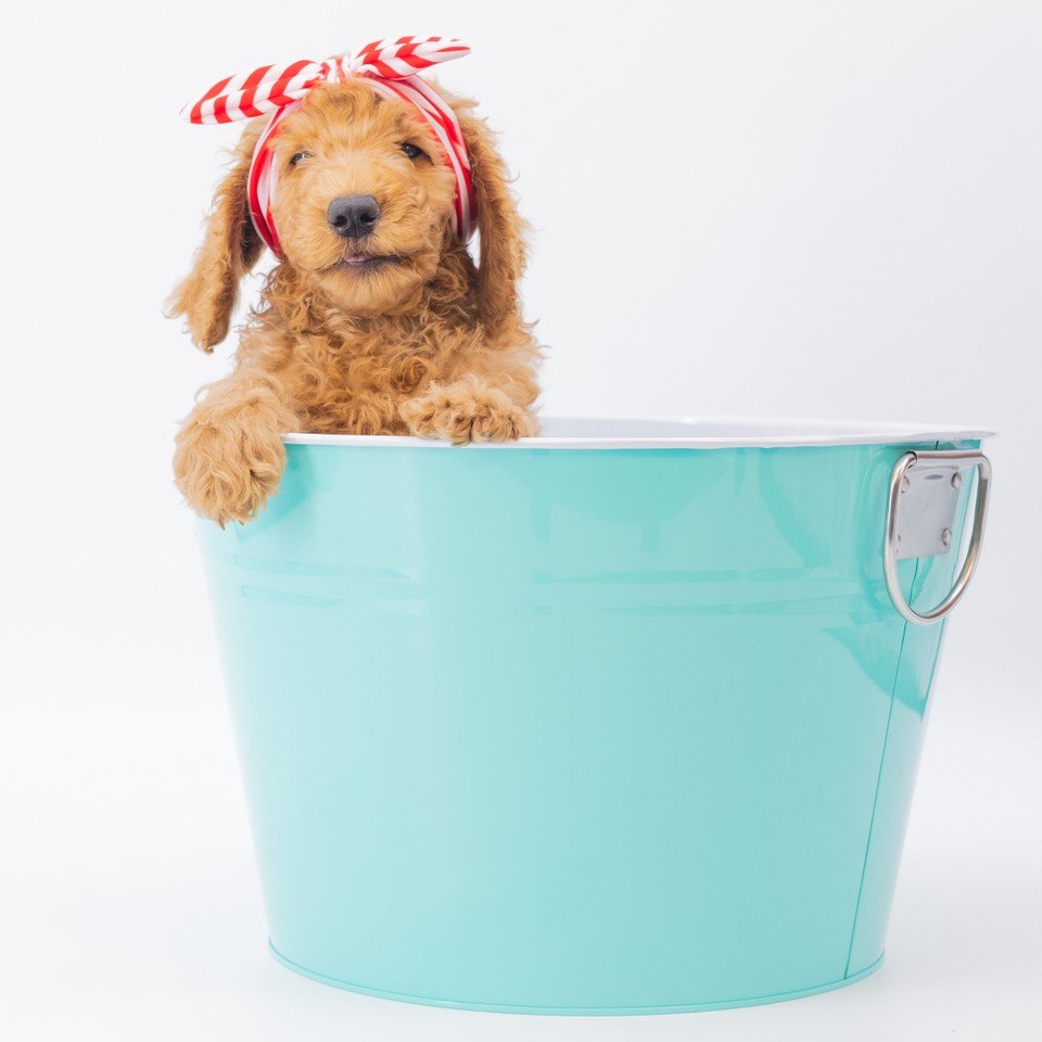 promikapets's tweet photo. Millie takes takes bucket lists a little too serious.
⠀
Promika is your trusted source for affordable flea &amp; tick products. ⁣⁣⠀ https://t.co/6bxLZfgh1b