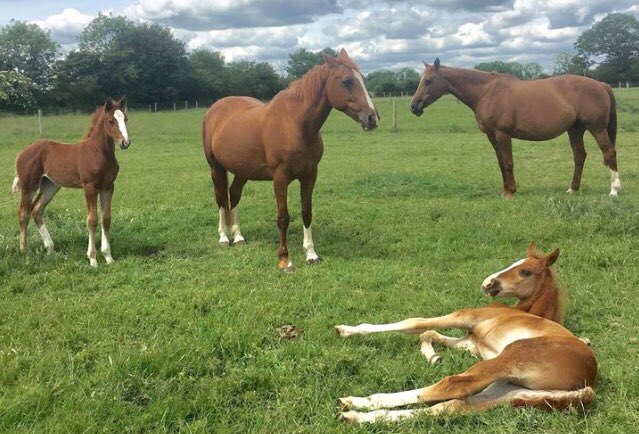 SteveJHume's tweet photo. Cuteness overload this evening ♥️ https://t.co/EynVkaZukz