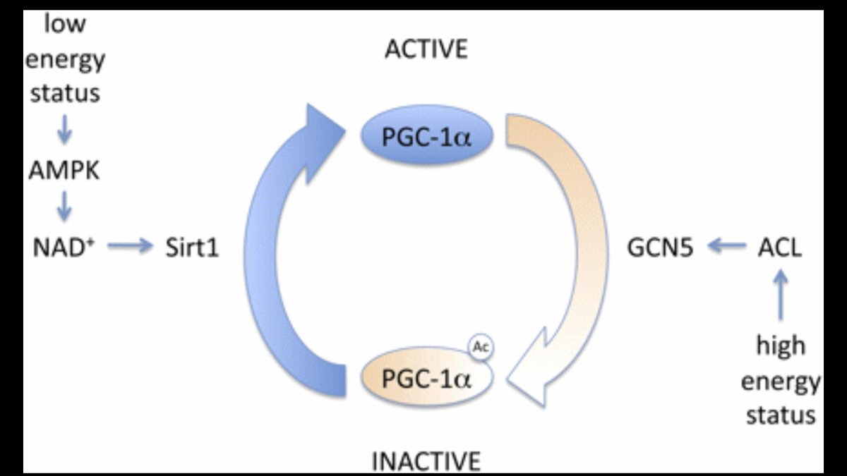 JuliaB_fitness's tweet photo. @rhg_1 @npure3 @foundmyfitness @Dr_Epel #PGC1a, a nodal regulator of #mitochondrialbiogenesis:
https://t.co/Ws4rLKx0ZP
(And anabolic compounds like #coffee + #omega3 (& #exercise) shows that low nutrient status is not required to activate PGC1a & as such that a lot of the current #antiaging research is misdirected.) https://t.co/NiGF2Ypxbm