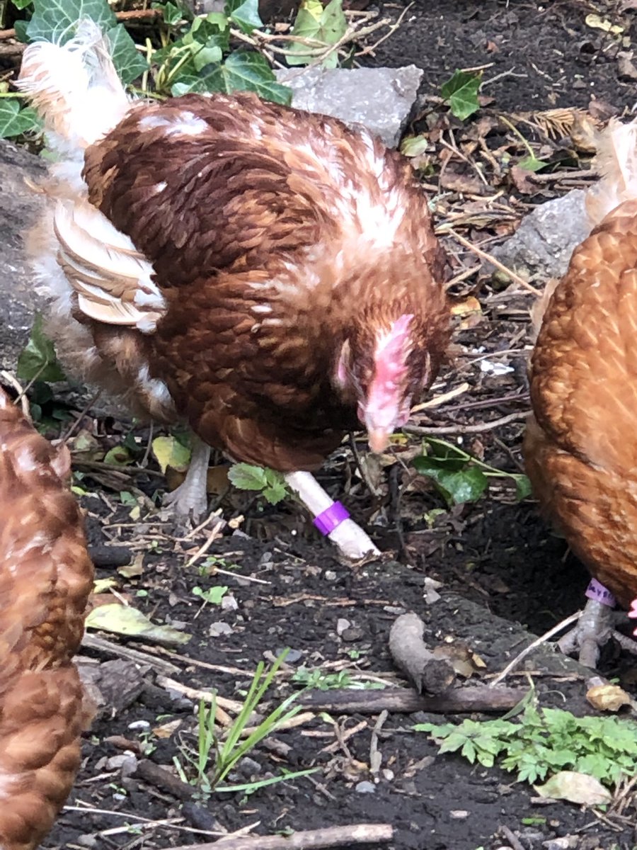 stefsrescue's tweet photo. Pluto is sporting her purple ring! #purplesummer2019 #PurpleSummer https://t.co/zEl2lEDXyL