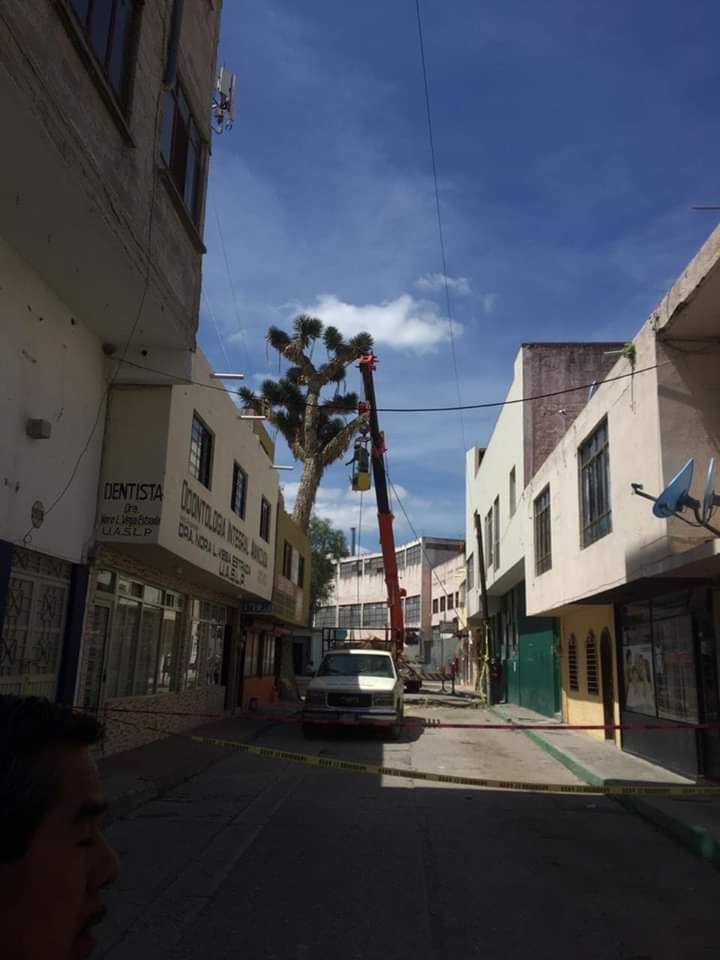 arcomatehuala's tweet photo. #Matehuala 
Inician los trabajos de corte de la palmera centenaria que se encuentra en zona urbana municipal a las afueras de las oficinas de Telmex vecinos del lugar denuncian el hecho. @Telmex  @SEMARNAT_mx https://t.co/kZ2tx6uBIU