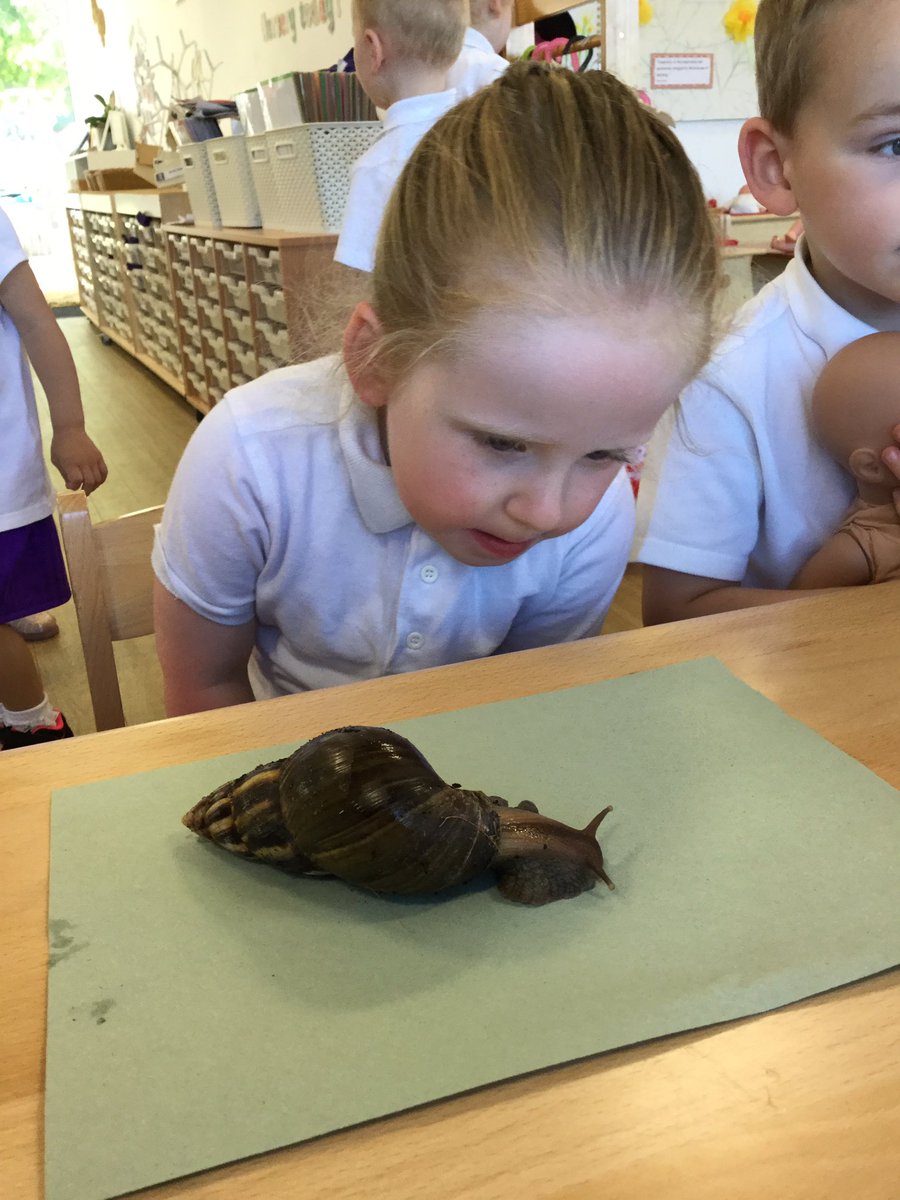 SWOYThornton's tweet photo. Giant African Snails visit Nursery!
#swoy https://t.co/xyPgqiUgT3