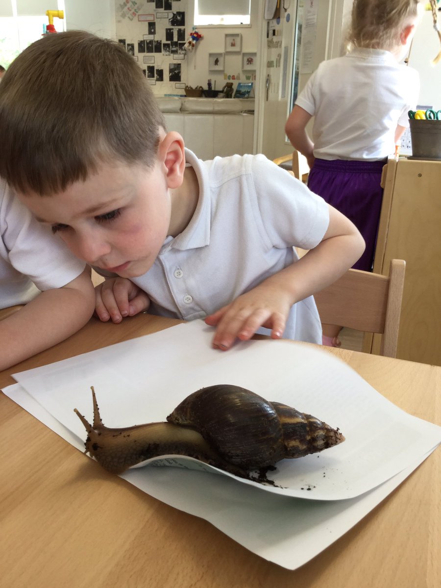 SWOYThornton's tweet photo. Giant African Snails visit Nursery!
#swoy https://t.co/xyPgqiUgT3