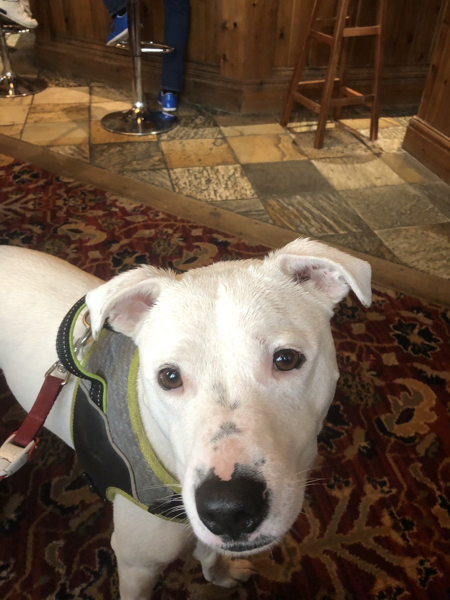 KarlaFraserCatt's tweet photo. My poor dog has had a bad week so I took him to the pub!! https://t.co/FOET1bHI7G